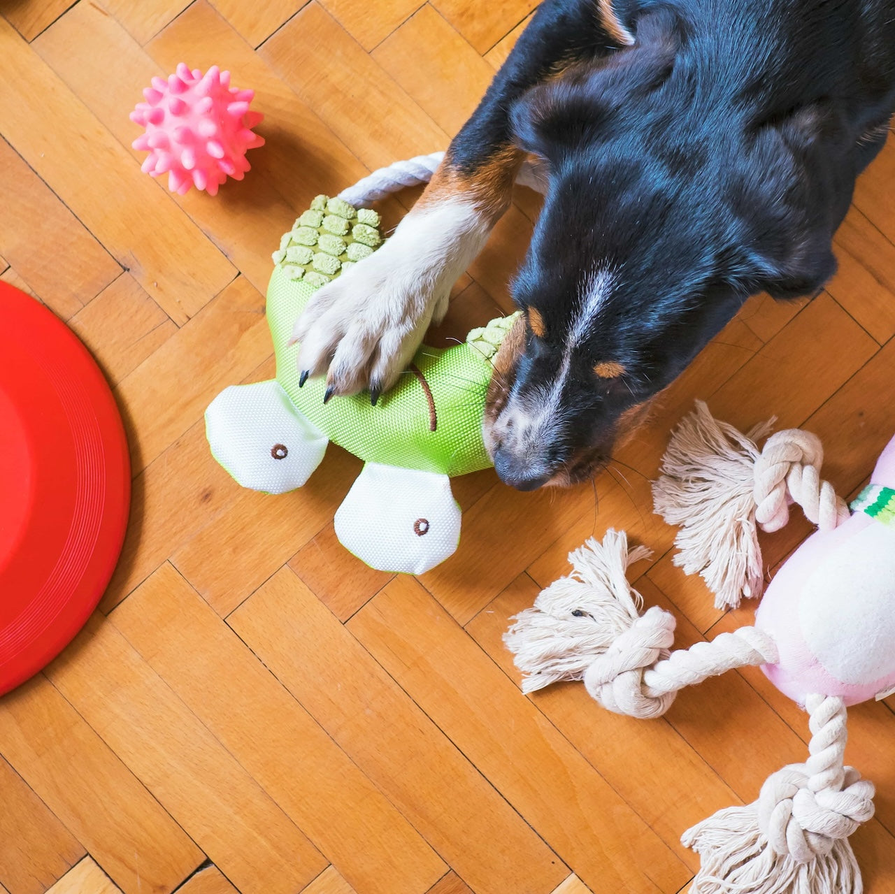 Pet Toys