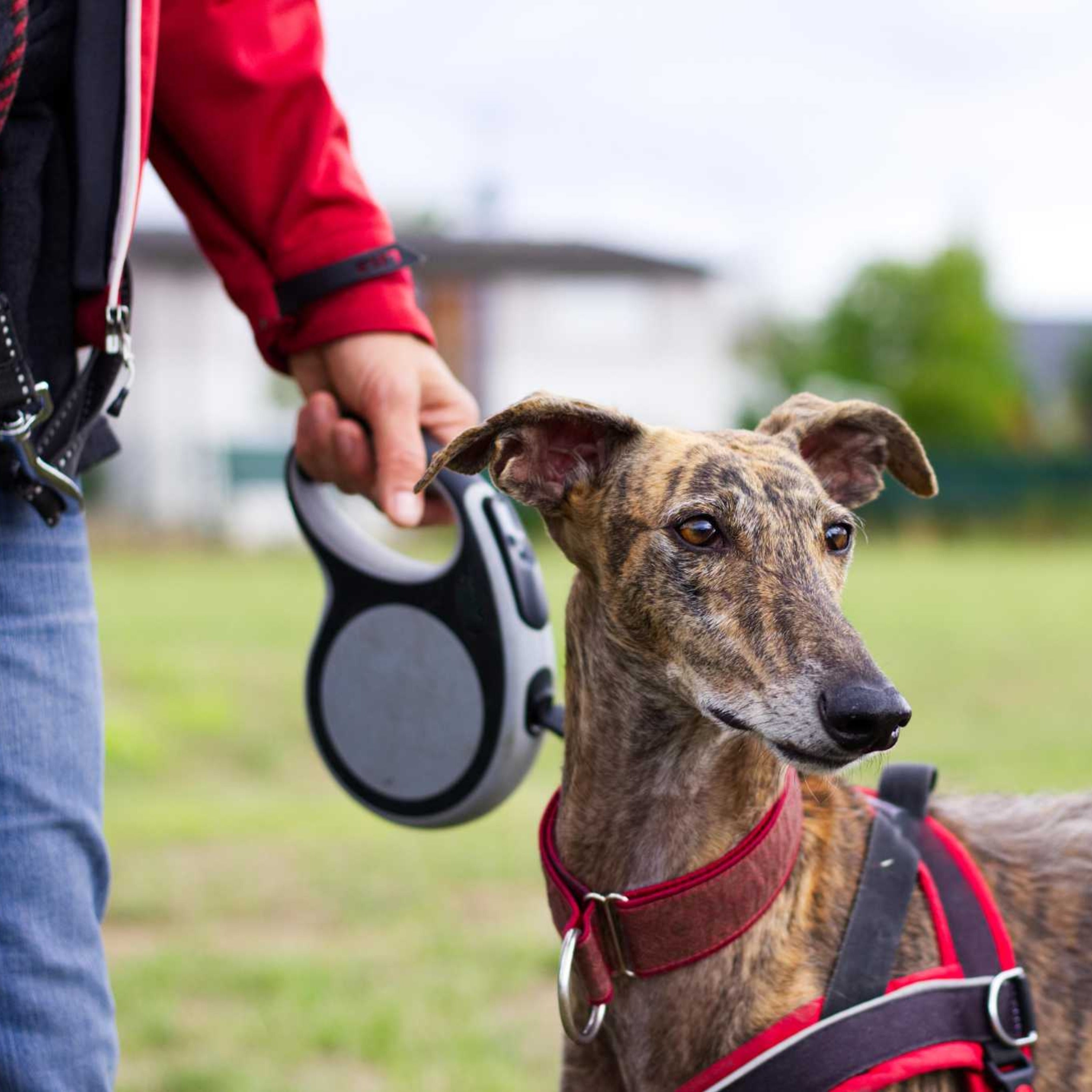 Walk Gear