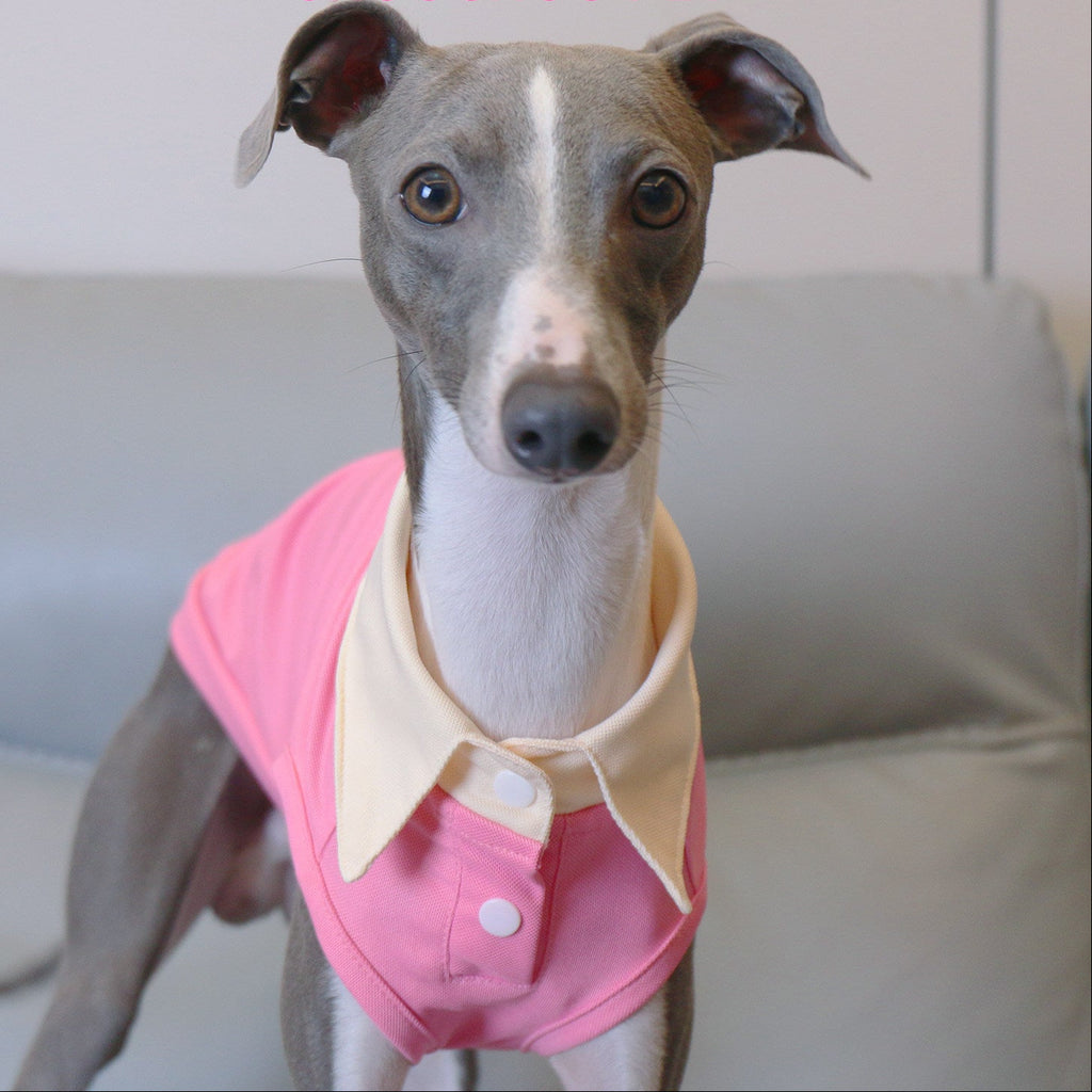 Whippet Italian Greyhound Dog Polo Shirt Lightweight Breathable Summer Vest Bright Color Pet Outfit