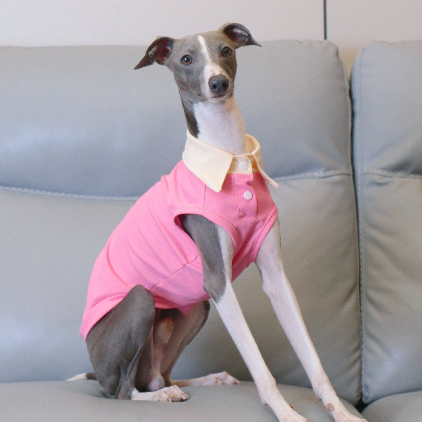 Whippet Italian Greyhound Dog Polo Shirt Lightweight Breathable Summer Vest Bright Color Pet Outfit