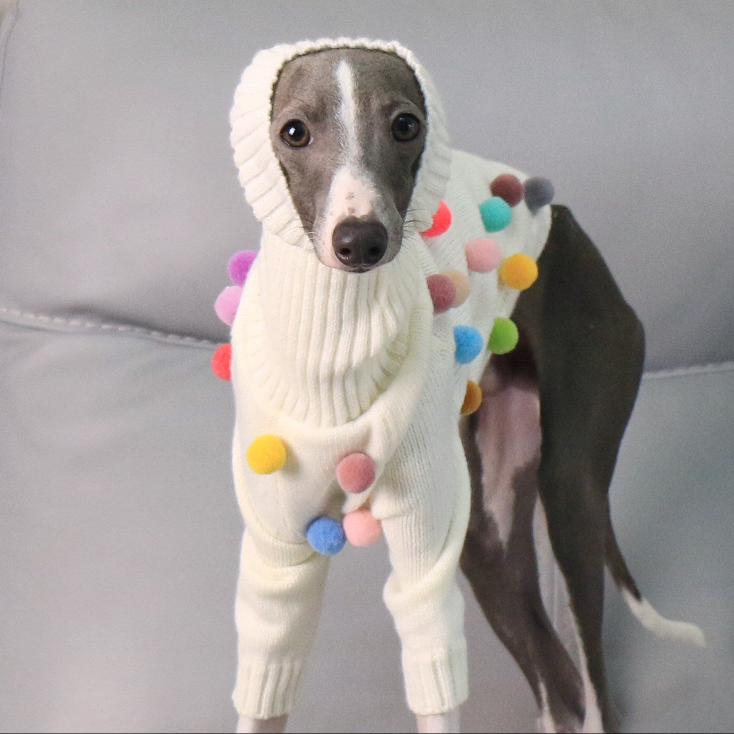 Whippet & Italian Greyhound Turtleneck Knit Dog Sweater – Warm Sighthound Clothing