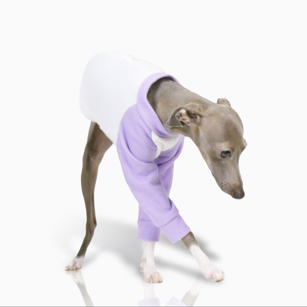 Whippet Italian Greyhound Dog Shirt Lightweight Color Block Pet T-Shirt Breathable Autumn Outfit