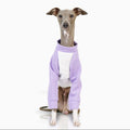 Whippet Italian Greyhound Dog Shirt Lightweight Color Block Pet T-Shirt Breathable Autumn Outfit