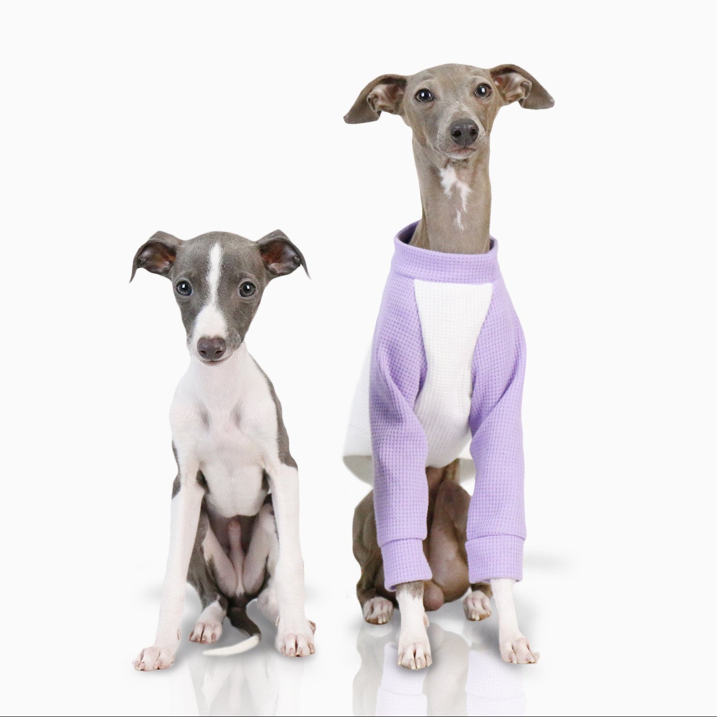 Whippet Italian Greyhound Dog Shirt Lightweight Color Block Pet T-Shirt Breathable Autumn Outfit