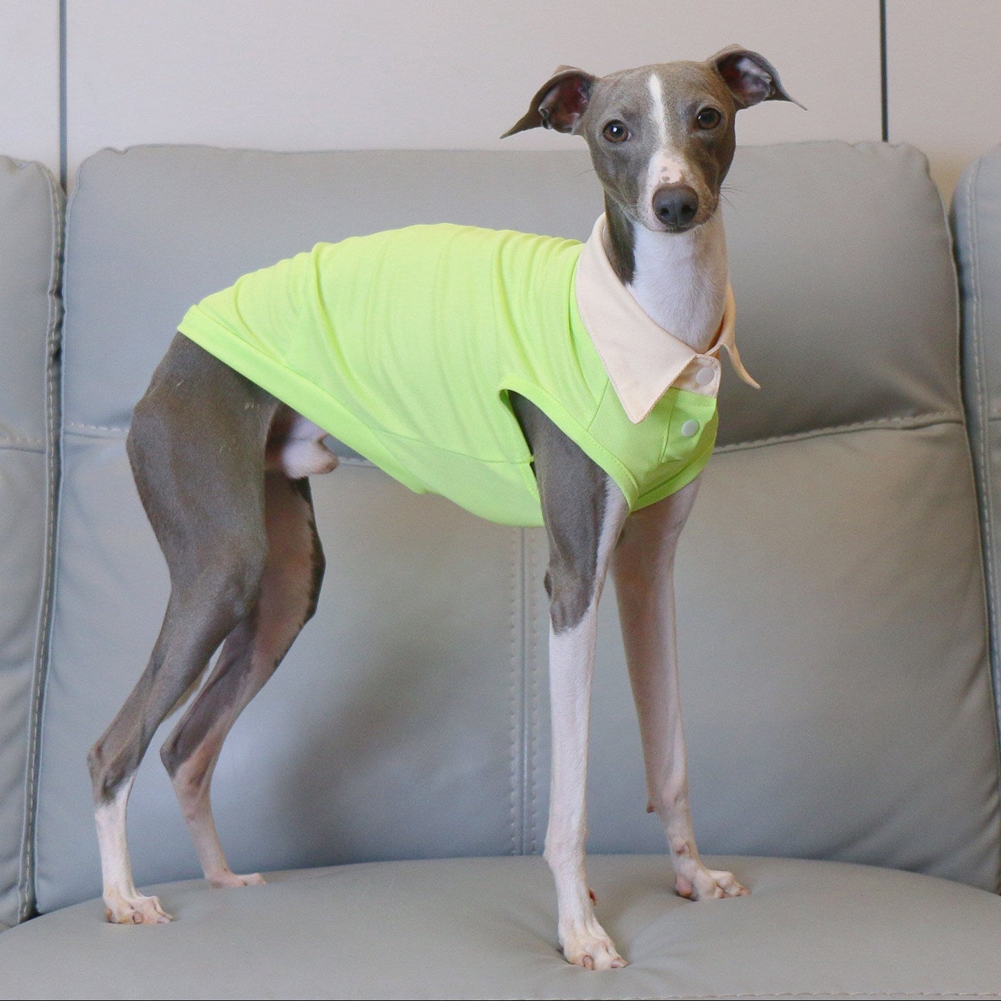 Whippet Italian Greyhound Dog Polo Shirt Lightweight Breathable Summer Vest Bright Color Pet Outfit