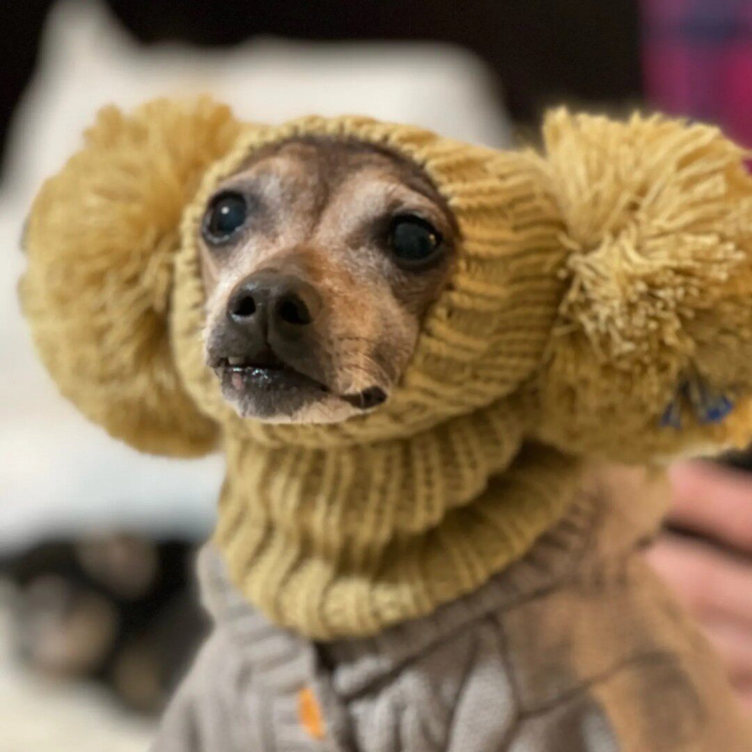 Whippet & Italian Greyhound Knit Dog Hood – Cute Winter Sighthound Hat