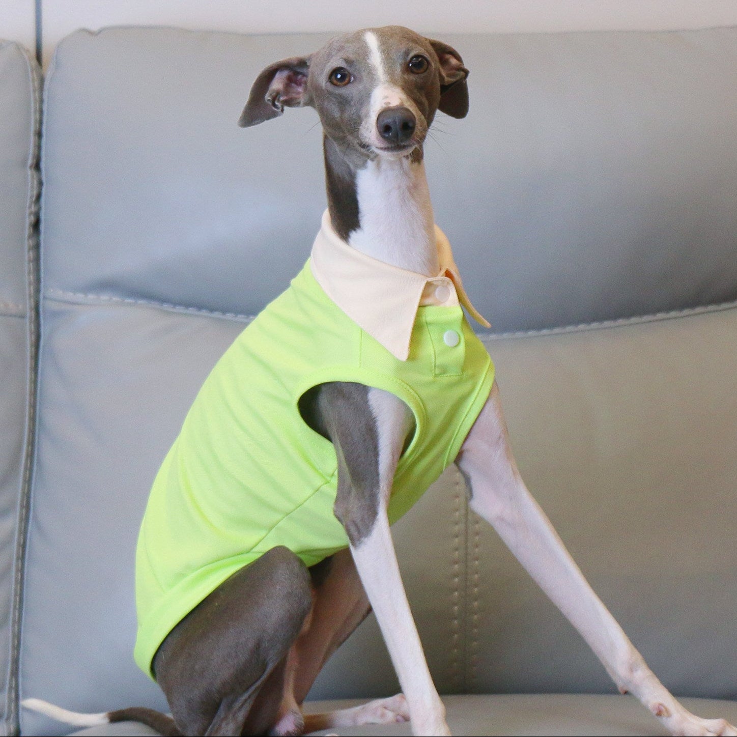 Whippet Italian Greyhound Dog Polo Shirt Lightweight Breathable Summer Vest Bright Color Pet Outfit