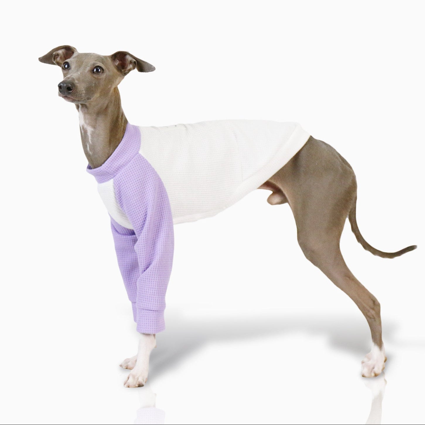 Whippet Italian Greyhound Dog Shirt Lightweight Color Block Pet T-Shirt Breathable Autumn Outfit